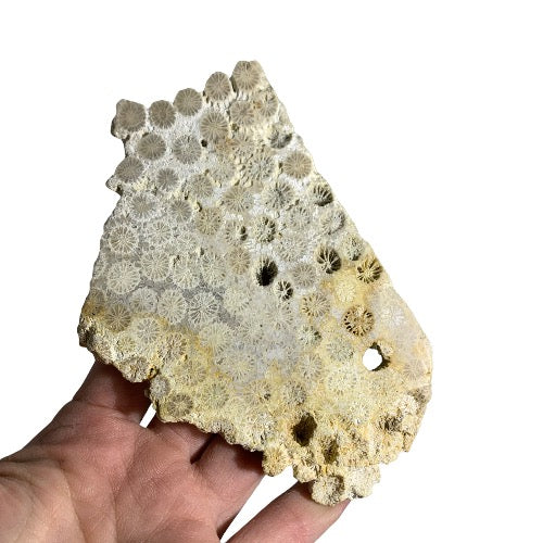 fossil coral slab 7