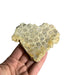 fossil coral slab 8